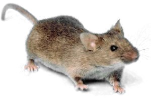 Mice