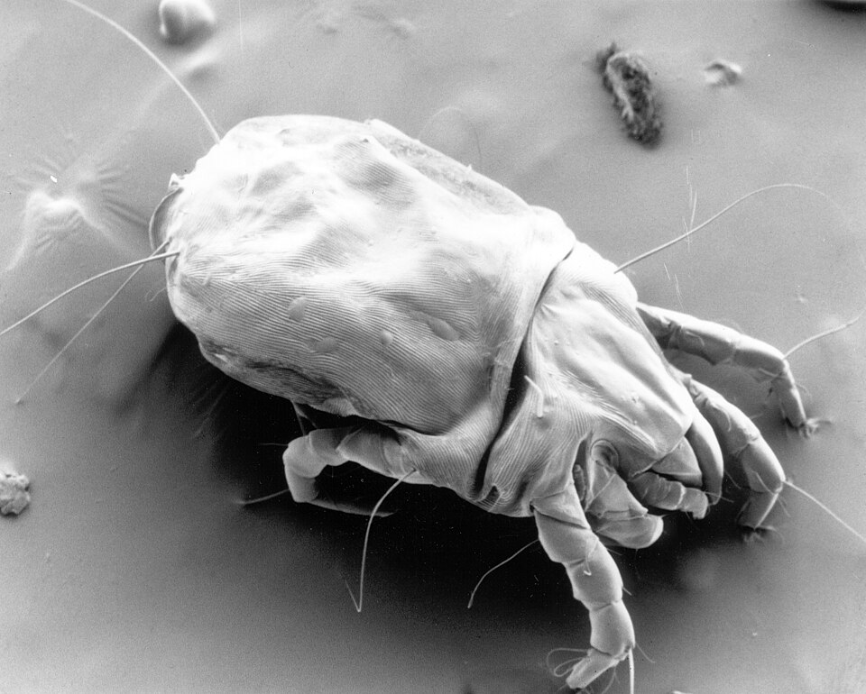 Mites