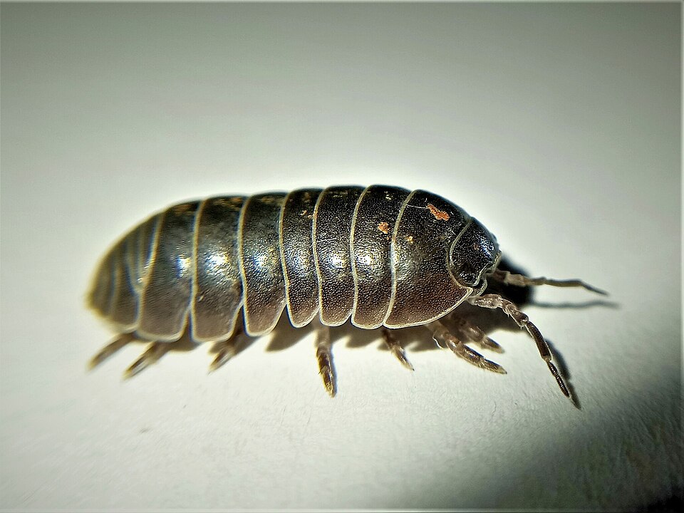 Pill Bugs