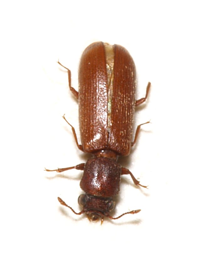 Powderpost Beetles